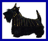 a well breed Scottish Terrier dog